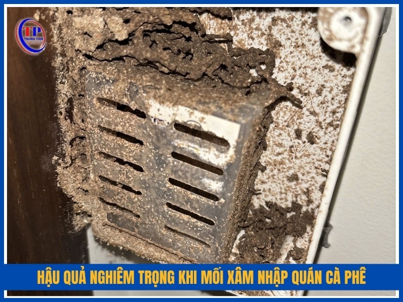 Hậu quả nghiêm trọng khi mối xâm nhập quán cà phê