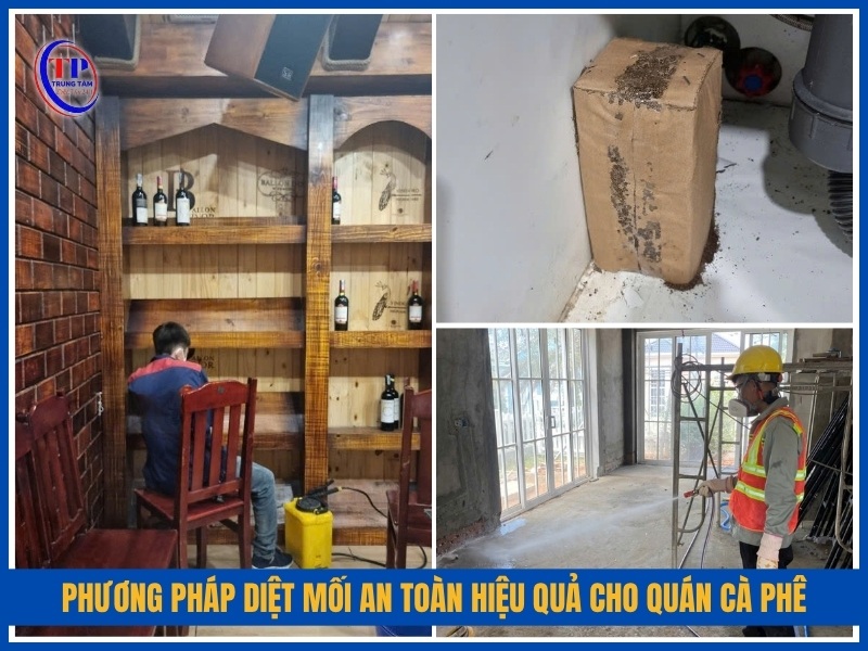 phương pháp diệt mối an toàn hiệu quả cho quán cà phê