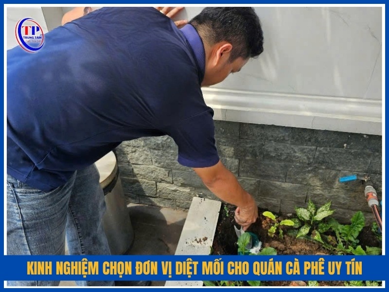 Kinh nghiệm chọn đơn vị diệt mối cho quán cà phê uy tín