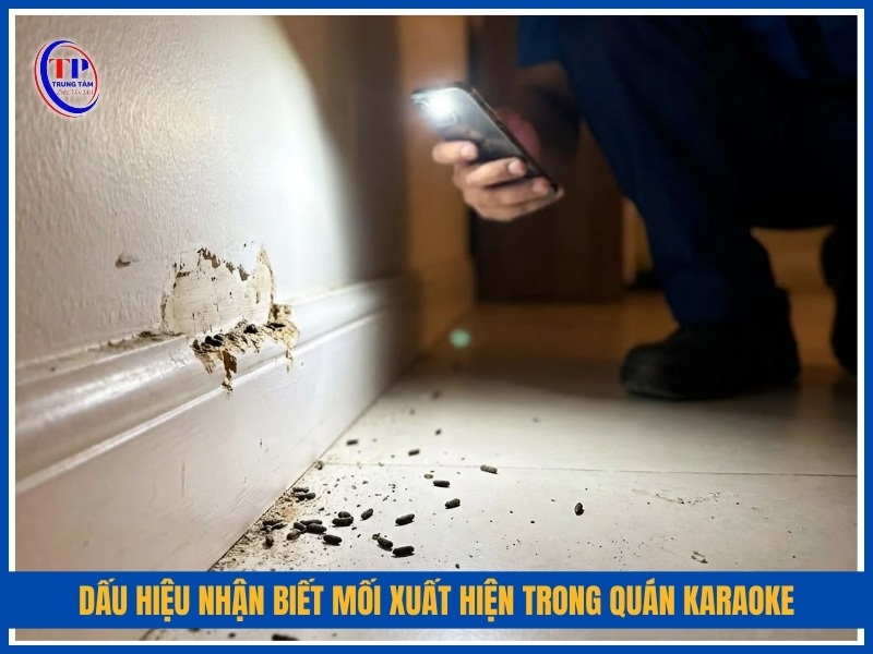 dấu hiệu nhận biết mối xuất hiện trong quán karaoke