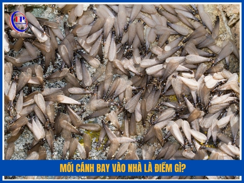 Mối cánh bay vào nhà là điềm gì?