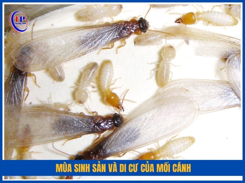 Mùa sinh sản và di cư của mối cánh