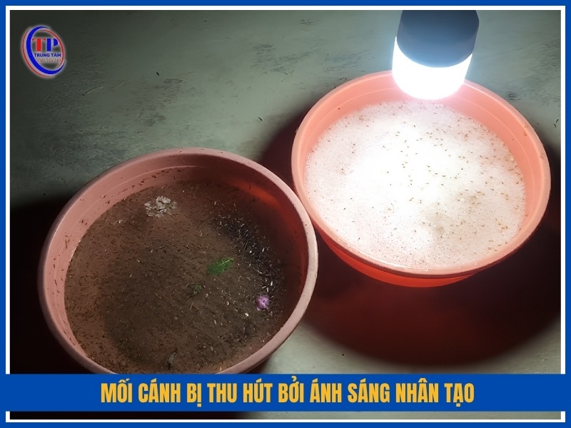 mối cánh Bị thu hút bởi ánh sáng nhân tạo