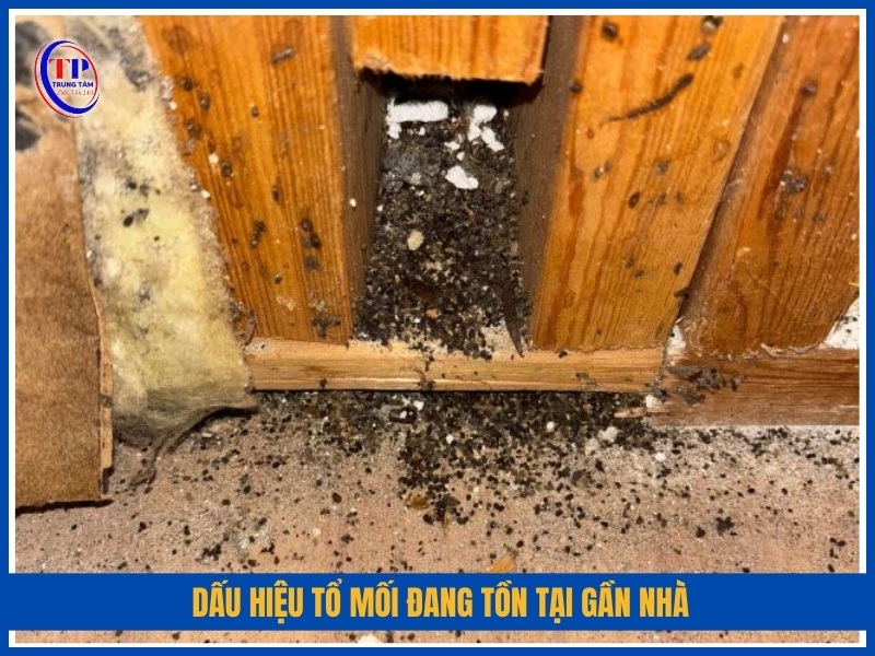 Dấu hiệu tổ mối đang tồn tại gần nhà