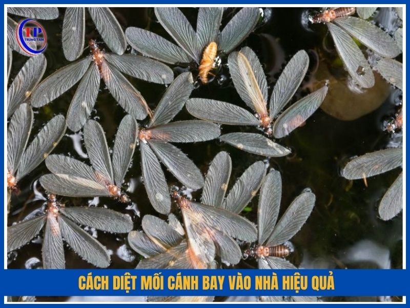 Cách diệt mối cánh bay vào nhà hiệu quả