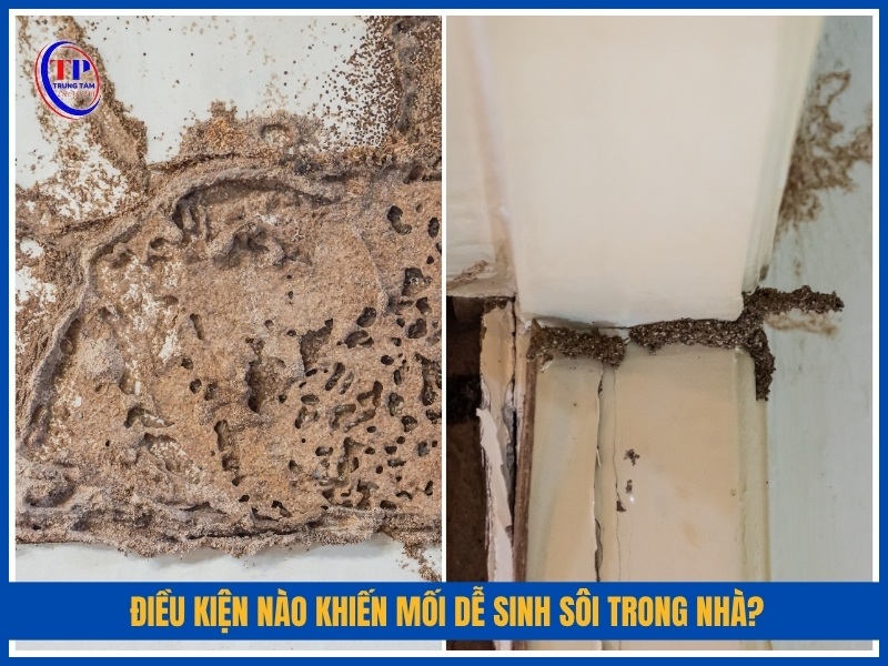Điều kiện nào khiến mối dễ sinh sôi trong nhà?