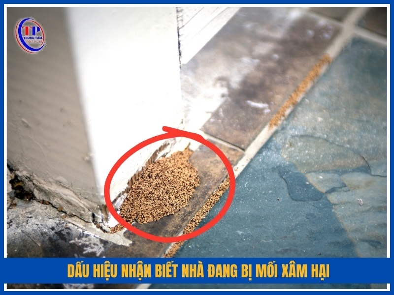 dấu hiệu nhận biết nhà đang bị mối xâm hại
