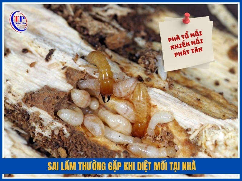 Những sai lầm thường gặp khi diệt mối tại nhà