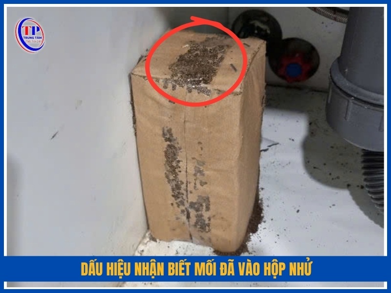 dấu hiệu nhận biết mối đã vào hộp nhử