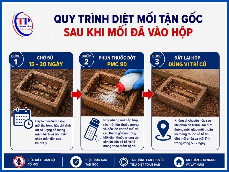 Quy trình diệt mối tận gốc sau khi mối đã vào hộp