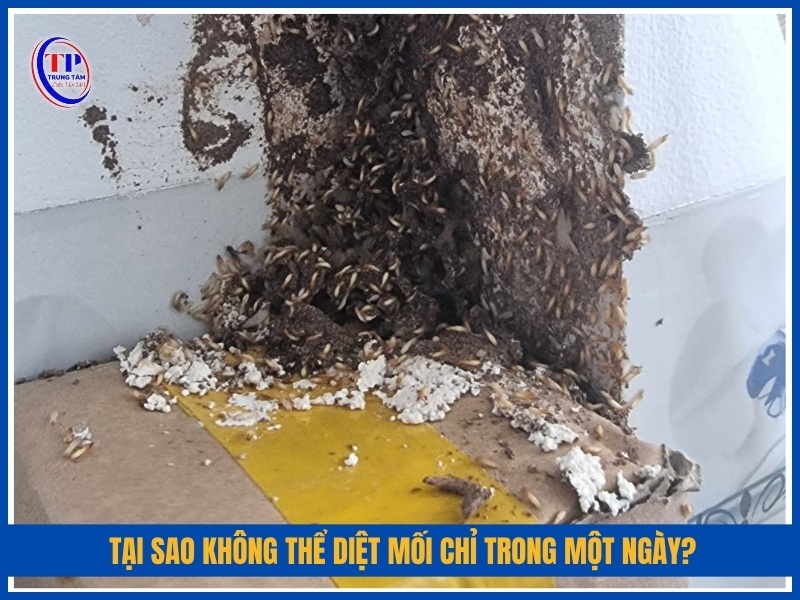 Tại sao không thể diệt mối chỉ trong một ngày?