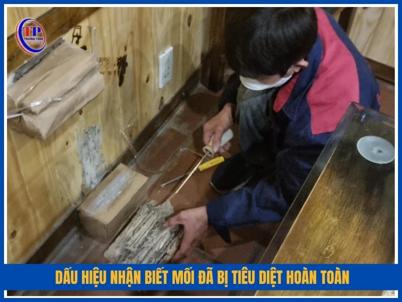 dấu hiệu nhận biết mối đã bị tiêu diệt hoàn toàn