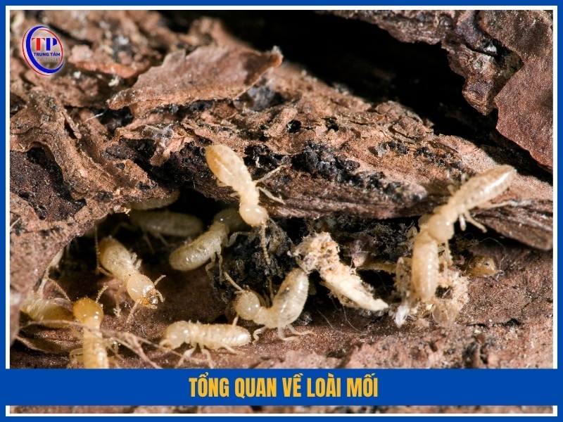 Tổng quan về loài mối