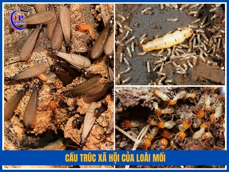 Cấu trúc xã hội của loài mối