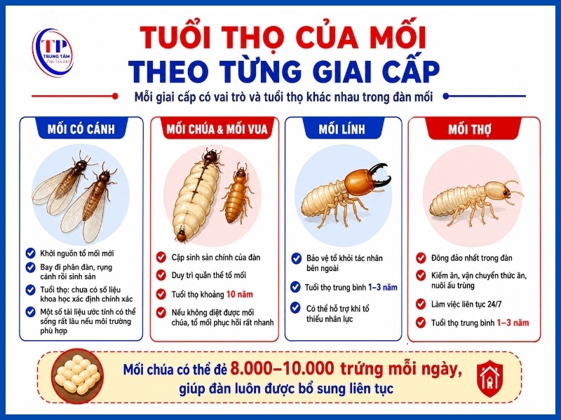 Tuổi thọ của mối theo từng giai cấp