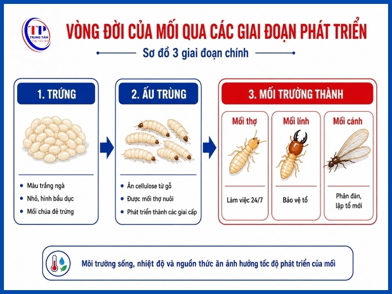 Vòng đời của mối qua các giai đoạn phát triển