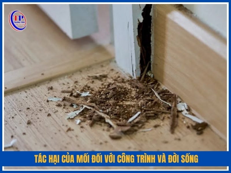 Tác hại của mối đối với công trình và đời sống