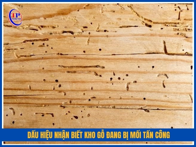 dấu hiệu nhận biết kho gỗ đang bị mối tấn công