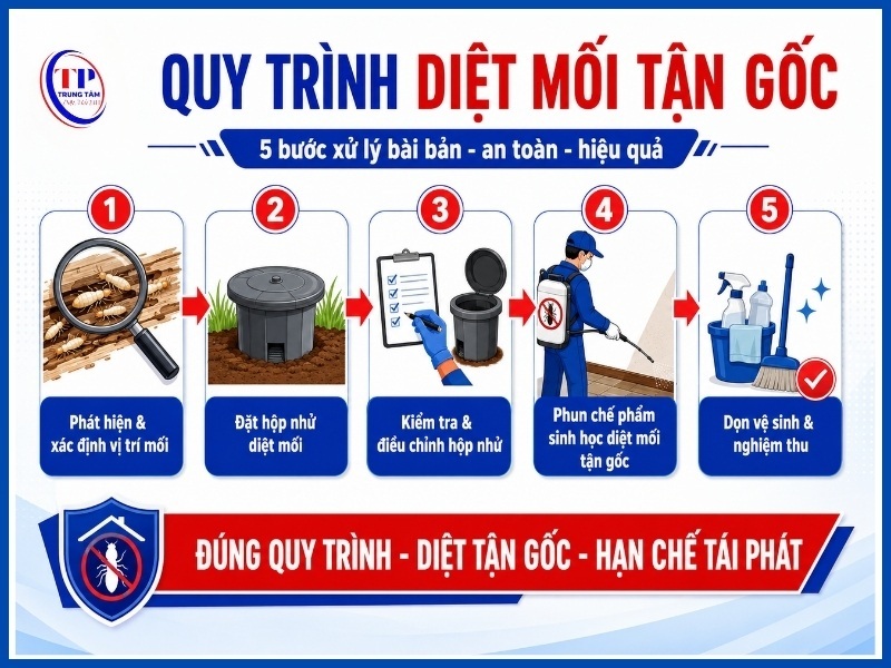 Quy trình diệt mối tận gốc 5 bước chi tiết