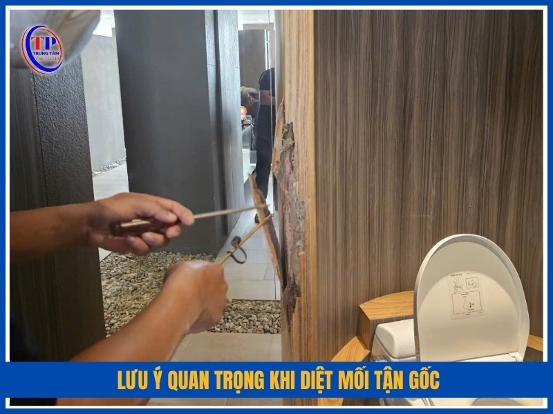 lưu ý quan trọng khi diệt mối tận gốc