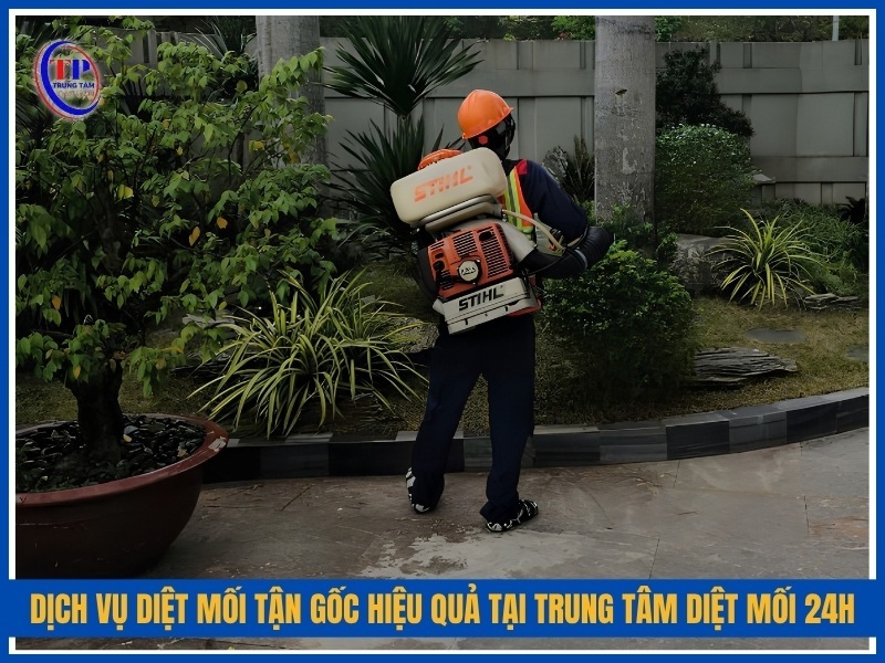 Dịch vụ diệt mối tận gốc hiệu quả tại Trung Tâm Diệt Mối 24H