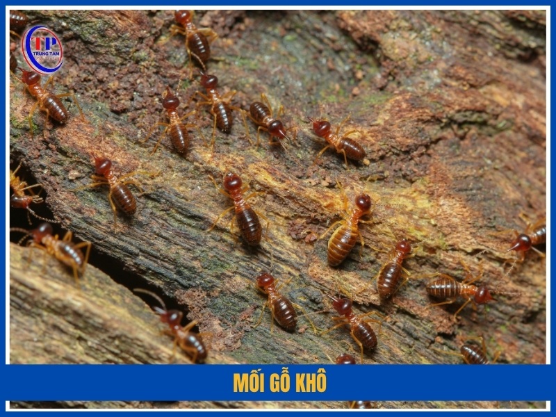Mối gỗ khô