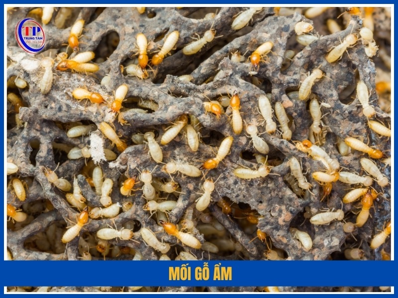 Mối gỗ ẩm