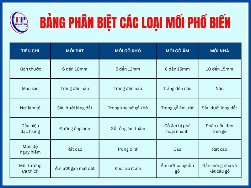 Bảng phân biệt các loại mối phổ biến