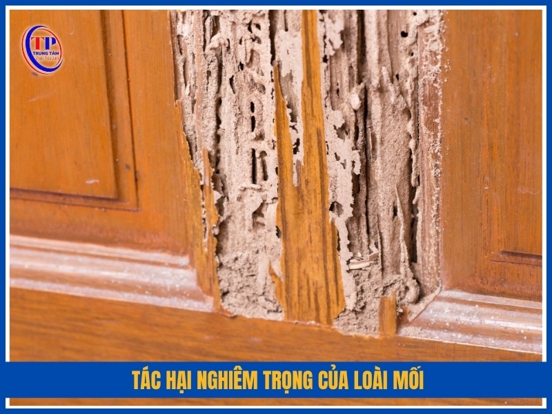 Tác hại nghiêm trọng của loài mối