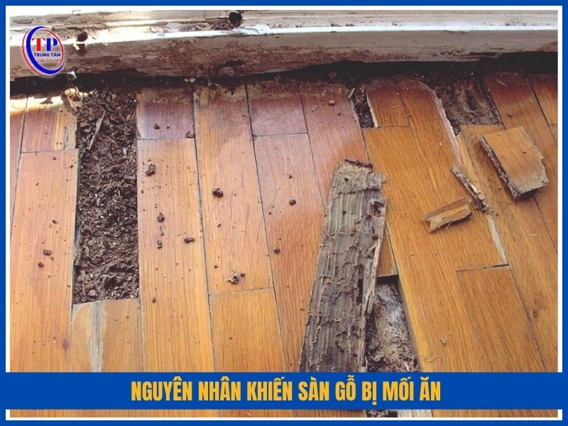 Nguyên nhân khiến sàn gỗ bị mối ăn