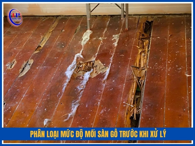 Phân loại mức độ mối sàn gỗ trước khi xử lý