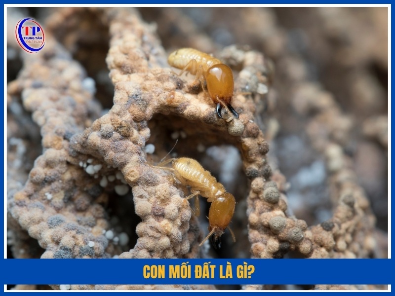 Con mối đất là gì?
