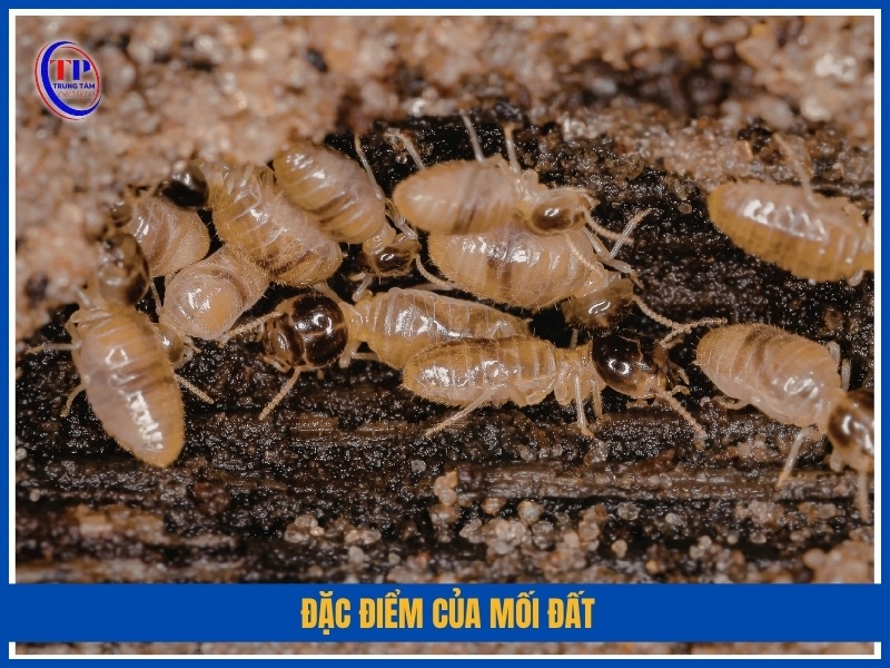 Đặc điểm của mối đất