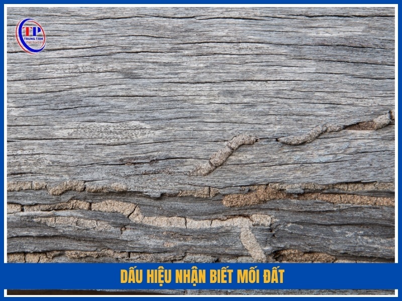 Dấu hiệu nhận biết mối đất