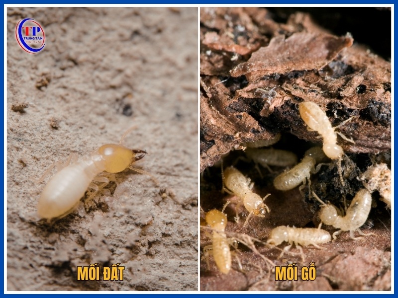 Phân biệt mối đất và mối gỗ