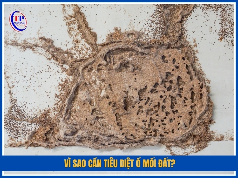 Vì sao cần tiêu diệt ổ mối đất?