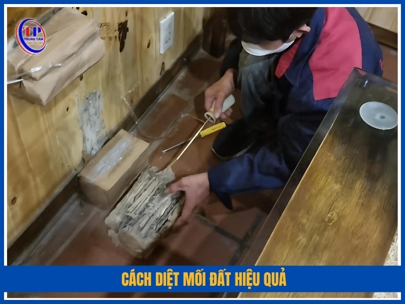 Cách diệt mối đất hiệu quả