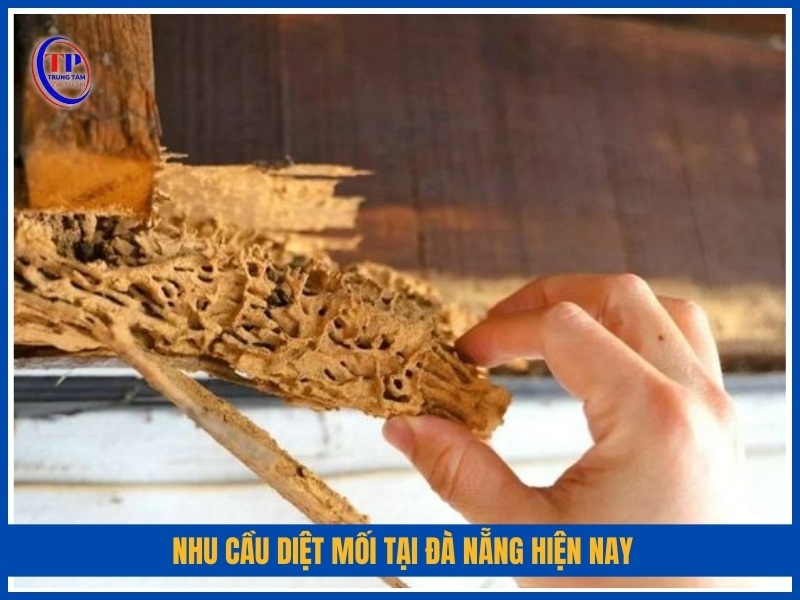 Nhu cầu diệt mối tại Đà Nẵng hiện nay