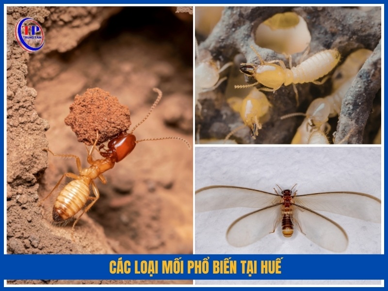 Các loại mối phổ biến tại Huế