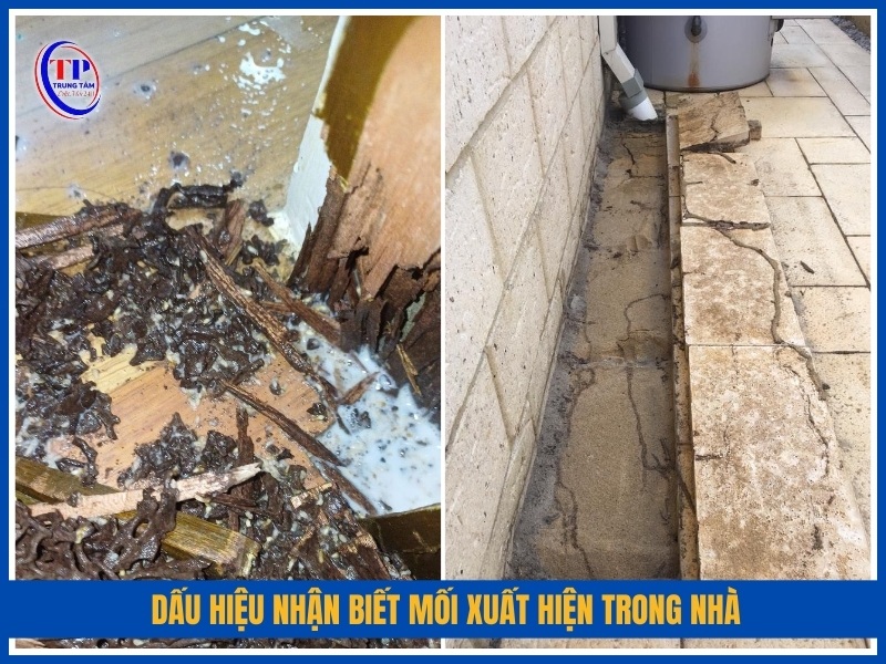 Dấu hiệu nhận biết mối xuất hiện trong nhà