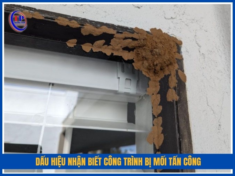 Dấu hiệu nhận biết công trình tại Quảng Ngãi bị mối tấn công