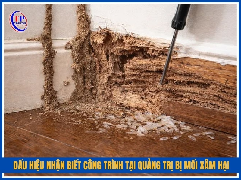 Dấu hiệu nhận biết công trình tại Quảng Trị bị mối xâm hại
