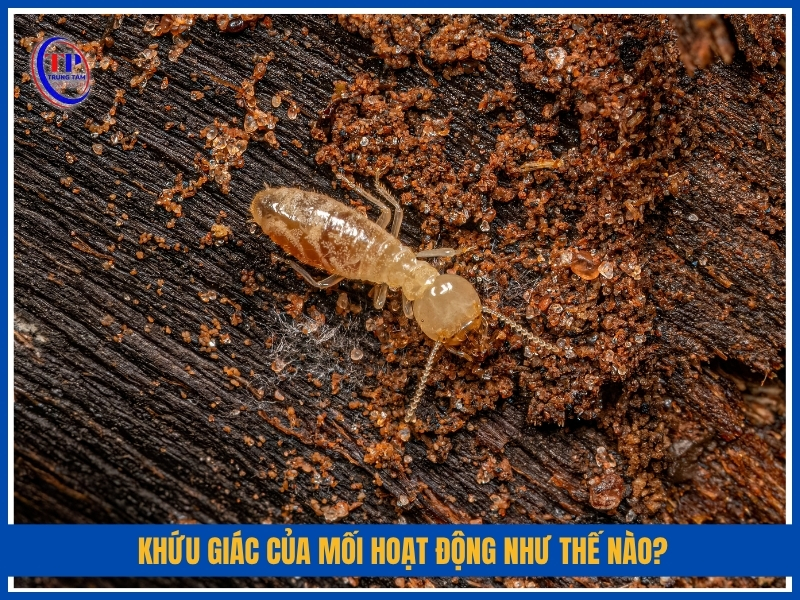 Khứu giác của mối hoạt động như thế nào?