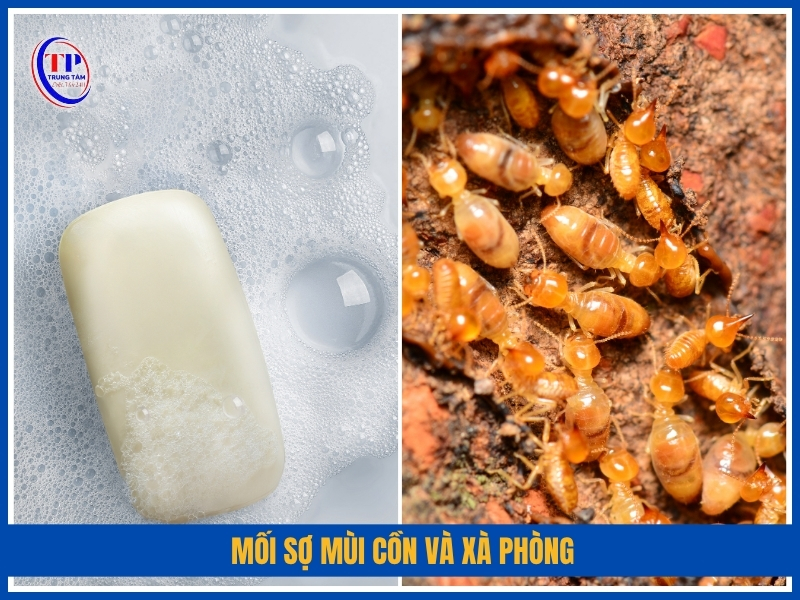 mối sợ mùi Cồn và xà phòng
