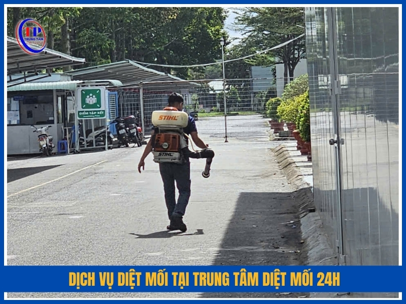 Dịch vụ diệt mối tại Trung Tâm Diệt Mối 24H