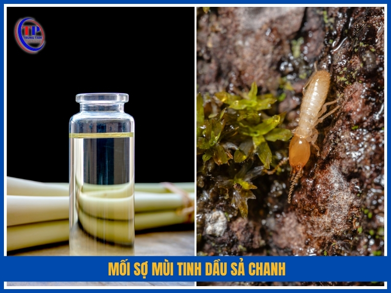 mối sợ mùi tinh dầu sả chanh