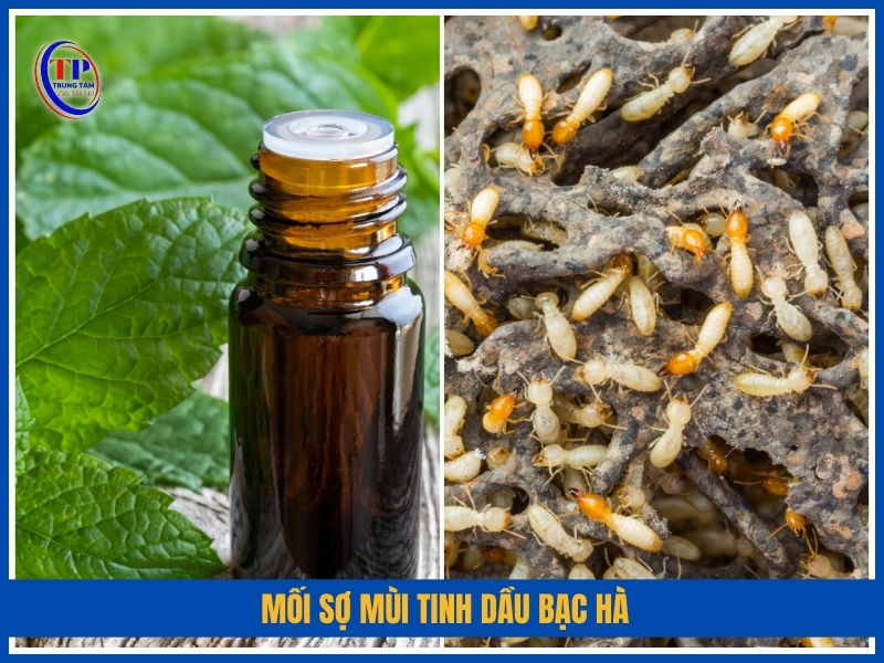 mối sợ mùi Tinh dầu bạc hà