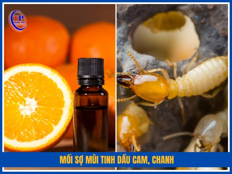 mối sợ mùi Tinh dầu cam, chanh