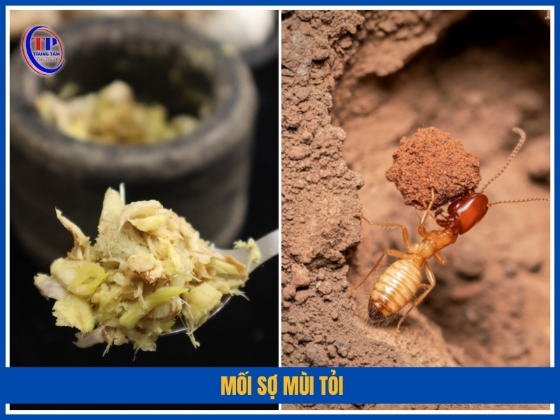 mối sợ mùi tỏi