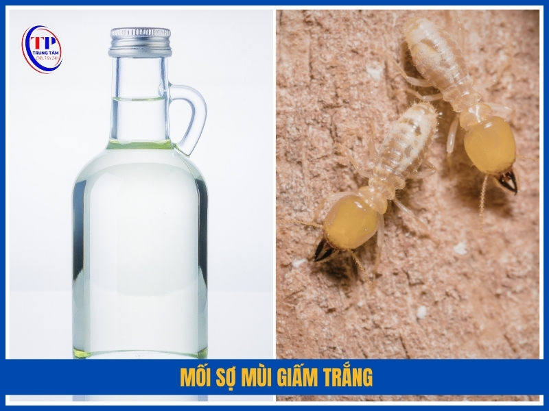 mối sơ mùi Giấm trắng